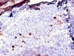 IgM (Immunoglobulin Mu Heavy Chain) Antibody in Immunohistochemistry (Paraffin) (IHC (P))