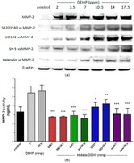 MMP2 Antibody in Western Blot (WB)