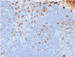 Kappa Light Chain (B-Cell Marker) Antibody in Immunohistochemistry (Paraffin) (IHC (P))