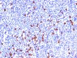 Kappa Light Chain (B-Cell Marker) Antibody in Immunohistochemistry (Paraffin) (IHC (P))