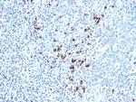 Kappa Light Chain (B-Cell Marker) Antibody in Immunohistochemistry (Paraffin) (IHC (P))