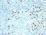 Kappa Light Chain (B-Cell Marker) Antibody in Immunohistochemistry (Paraffin) (IHC (P))