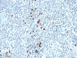 Kappa Light Chain (B-Cell Marker) Antibody in Immunohistochemistry (Paraffin) (IHC (P))