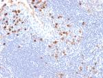 Kappa Light Chain (B-Cell Marker) Antibody in Immunohistochemistry (Paraffin) (IHC (P))