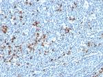 Kappa Light Chain (B-Cell Marker) Antibody in Immunohistochemistry (Paraffin) (IHC (P))