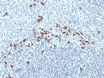 Kappa Light Chain (B-Cell Marker) Antibody in Immunohistochemistry (Paraffin) (IHC (P))