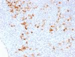 Kappa Light Chain (B-Cell Marker) Antibody in Immunohistochemistry (Paraffin) (IHC (P))