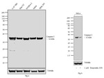 Caspase 3 Antibody in Western Blot (WB)