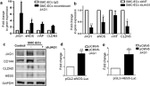 Claudin 5 Antibody in Western Blot (WB)