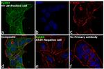 EphB4 Antibody in Immunocytochemistry (ICC/IF)