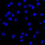 Lambda Light Chain (B-Cell Marker) Antibody in Immunocytochemistry (ICC/IF)