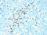 Lambda Light Chain (B-Cell Marker) Antibody in Immunohistochemistry (Paraffin) (IHC (P))