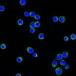 Lambda Light Chain (B-Cell Marker) Antibody in Immunocytochemistry (ICC/IF)