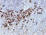 Lambda Light Chain (B-Cell Marker) Antibody in Immunohistochemistry (Paraffin) (IHC (P))