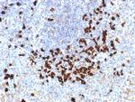 Lambda Light Chain (B-Cell Marker) Antibody in Immunohistochemistry (Paraffin) (IHC (P))