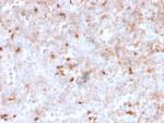 Lambda Light Chain Antibody in Immunohistochemistry (Paraffin) (IHC (P))