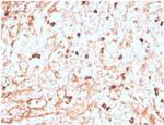 Lambda Light Chain (B-Cell Marker) Antibody in Immunohistochemistry (Paraffin) (IHC (P))