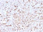 Lambda Light Chain Antibody in Immunohistochemistry (Paraffin) (IHC (P))