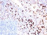 Lambda Light Chain (B-Cell Marker) Antibody in Immunohistochemistry (Paraffin) (IHC (P))