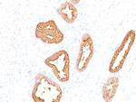 Prostate Specific Antigen (PSA) Antibody in Immunohistochemistry (Paraffin) (IHC (P))