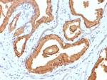 Prostate Specific Antigen (PSA) Antibody in Immunohistochemistry (Paraffin) (IHC (P))