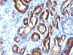 Prostate Specific Antigen (PSA) Antibody in Immunohistochemistry (Paraffin) (IHC (P))