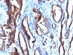 Prostate Specific Antigen (PSA) Antibody in Immunohistochemistry (Paraffin) (IHC (P))