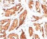 Prostate Specific Antigen (PSA) Antibody in Immunohistochemistry (Paraffin) (IHC (P))