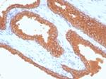 Prostate Specific Antigen (PSA) Antibody in Immunohistochemistry (Paraffin) (IHC (P))