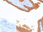 Prostate Specific Antigen (PSA) Antibody in Immunohistochemistry (Paraffin) (IHC (P))