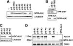 ALK Antibody in Western Blot (WB)