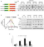 ALK Antibody in Western Blot (WB)