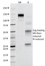 CD95/FAS/TNFRSF6 Antibody in SDS-PAGE (SDS-PAGE)