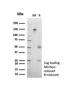 CD95/FAS/TNFRSF6 Antibody in SDS-PAGE (SDS-PAGE)