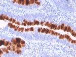 CD95/FAS/TNFRSF6 Antibody in Immunohistochemistry (Paraffin) (IHC (P))