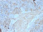 CD95/FAS/TNFRSF6 Antibody in Immunohistochemistry (Paraffin) (IHC (P))