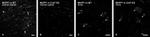 Connexin 43 Antibody in Immunohistochemistry (IHC)