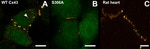 Connexin 43 Antibody in Immunohistochemistry (IHC)