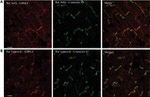 Connexin 43 Antibody in Immunohistochemistry (Frozen) (IHC (F))