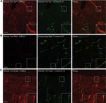 Connexin 43 Antibody in Immunohistochemistry (Frozen) (IHC (F))