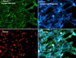 Mouse IgG (H+L) Secondary Antibody in Immunocytochemistry (ICC/IF)