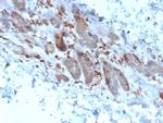 Interleukin-1 alpha (IL-1 alpha) Antibody in Immunohistochemistry (Paraffin) (IHC (P))