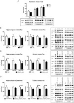 GSK3 alpha/beta Antibody in Western Blot (WB)