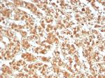 Interleukin-1 beta (IL-1 beta) Antibody in Immunohistochemistry (Paraffin) (IHC (P))