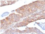 Interleukin-1 beta (IL-1 beta) Antibody in Immunohistochemistry (Paraffin) (IHC (P))