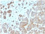 Interleukin-1 beta (IL-1 beta) Antibody in Immunohistochemistry (Paraffin) (IHC (P))