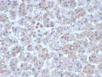 Interleukin-1 beta (IL-1 beta) Antibody in Immunohistochemistry (Paraffin) (IHC (P))