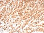 Interleukin-1 beta (IL-1 beta) Antibody in Immunohistochemistry (Paraffin) (IHC (P))