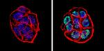 Rabbit IgG (H+L) Secondary Antibody in Immunocytochemistry (ICC/IF)