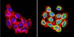 Rabbit IgG (H+L) Secondary Antibody in Immunocytochemistry (ICC/IF)